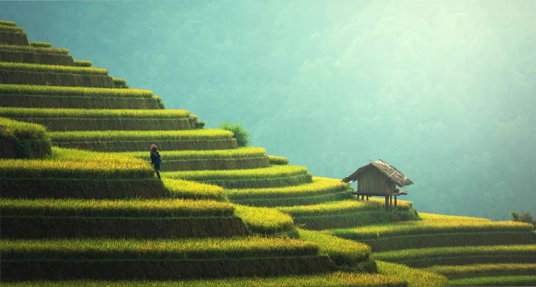 端午粽飄香，中醫(yī)送健康