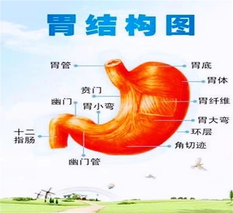 守“胃”健康，時(shí)刻打響你的保“胃”戰(zhàn)